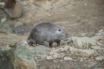 Nutria in the pond in Sochi Arboretum.