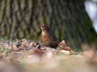 Thrush on ground. Thrush looking for food. Thrush closeup.