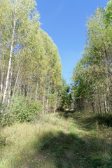 Forest road in early autumn. Trees wall stand to the left and right of the road.