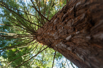 Park sequoias in Sochi Arboretum.