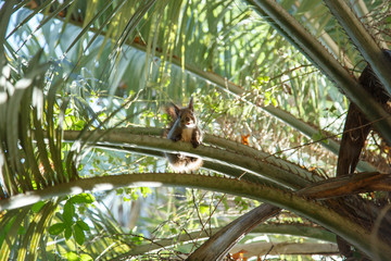 Squirrel on a palm tree in the Sochi Arboretum.