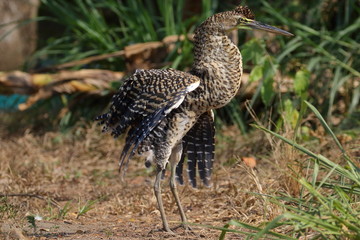 Heron tigre