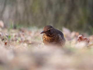 Thrush on ground. Thrush looking for food. Thrush closeup.