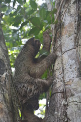Paresseux Bocas del Toro Panama - Sloth Carenero island Panama