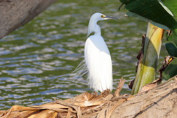 Aigrette neigeuse