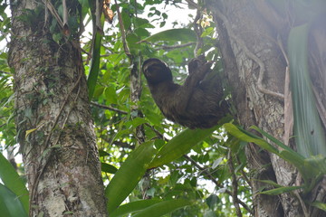 Paresseux Bocas del Toro Panama - Sloth Carenero island Panama