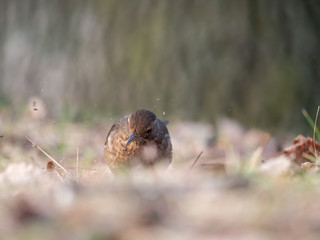 Thrush on ground. Thrush looking for food. Thrush closeup.