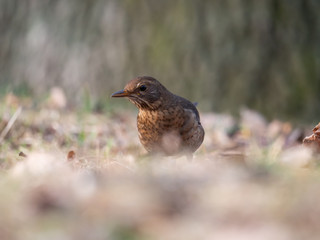 Thrush on ground. Thrush looking for food. Thrush closeup.