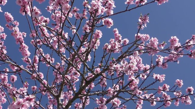 Mandelbl&uuml;ten, Kirschbl&uuml;ten