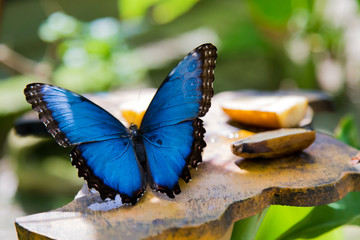 Blue Butterfly