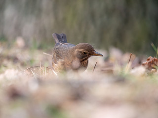 Thrush on ground. Thrush looking for food. Thrush closeup.