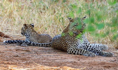 Fototapeta premium Leopard mother and baby cub Panthera pardus lying down resting face forward green eyes long whiskers Samburu National Reserve Kenya East Africa. Big five cats vulnerable species
