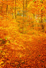 Pathway in the forest at autumn