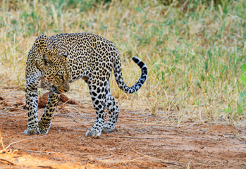 Leopard Panthera pardus Solitary powerful big cat walking Side view face head body copy space Samburu National Reserve Kenya East Africa safari animal big five vulnerable species