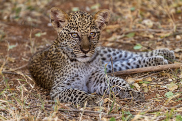 Young leopard baby cub Panthera Pardus close up close-up head face portrait big eyes whiskers forward lying down resting Samburu National Reserve Kenya East Africa