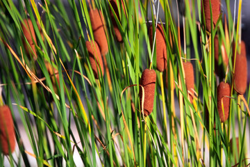 Typha angustifolia growing in the pond on summer