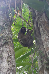 Paresseux Bocas del Toro Panama - Sloth Carenero island Panama