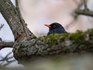 Blackbird on tree. Thrush looking on tree. Blackbird closeup.