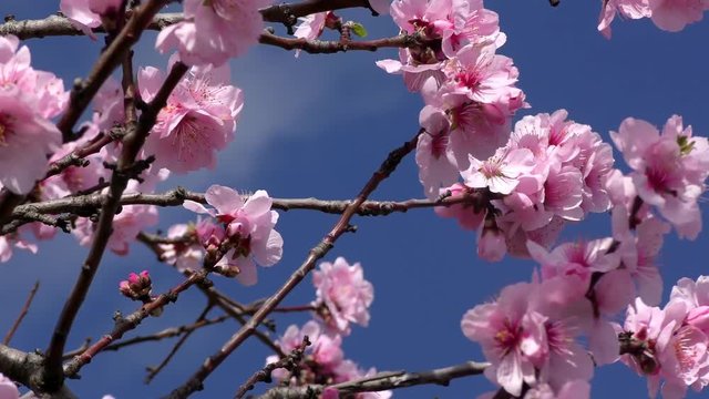 Mandelbl&uuml;ten, Kirschbl&uuml;ten