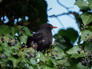 Blackbird on tree. Thrush looking on tree. Blackbird closeup.