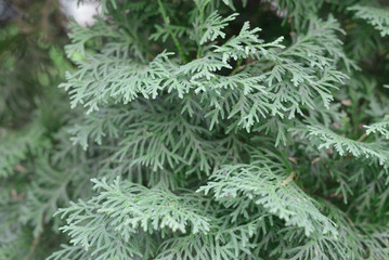 branches of evergreen trees