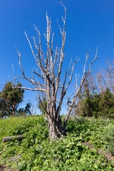 dead tree in the field against blue sky