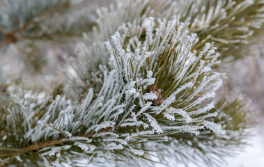 Frost on the pine branches