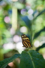 Fototapeta na wymiar Standing Butterfly