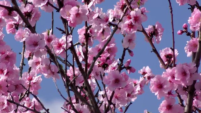Mandelbl&uuml;ten, Kirschbl&uuml;ten