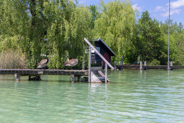 Two beautiful swans playing on a wooden pier on a sunny day. Green landscape with water plants in...