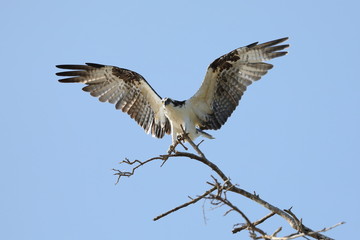 Balbuzard pecheur
