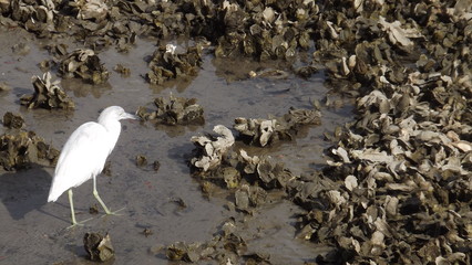 Bird with oysters