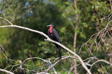 Frégate superbe male