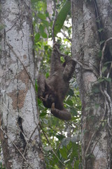 Paresseux Bocas del Toro Panama - Sloth Carenero island Panama