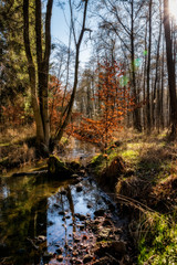 Idyllischer Bach im Wald beim Kloster Loccum 1