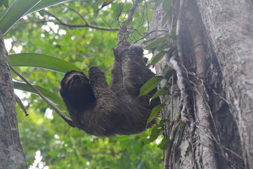Paresseux Bocas del Toro Panama - Sloth Carenero island Panama © Marc