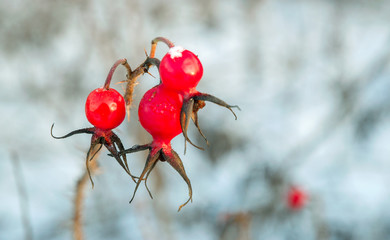 Three berries of rose berry under snowdrifts