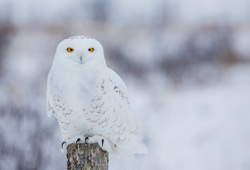 snowy owl close up in winter