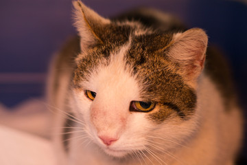 Cat with nasal tumor
