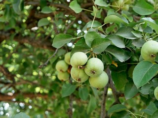 Green apples on the branch in the garden, summer season