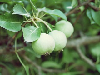 Green apples on the branch in the garden, summer season