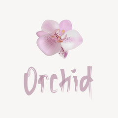 Vector illustration with gentle orchid.