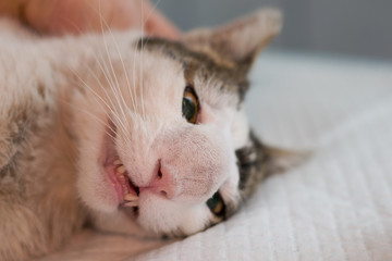 Cat with nasal tumor prepared for surgery