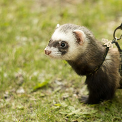 Fototapeta na wymiar ferret on a walk