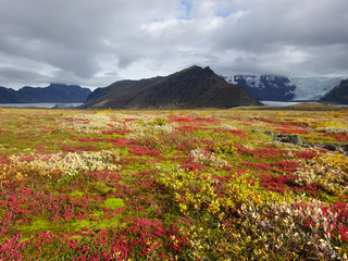 Fototapeta na wymiar Colorful flowers in Southern Iceland with Vatnajokull glacier on the background; Skaftafell National Park