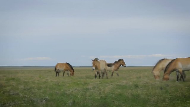 Horse Przewalski (Equus ferus przewalskii) in the steppe.