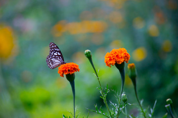 Blue Spotted Milkweed Butterfly sitting on the Marigold flower plants and drinking Nectar