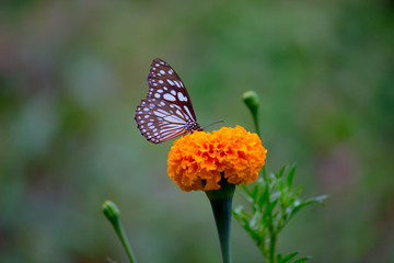 Blue Spotted Milkweed Butterfly sitting on the Marigold flower plants and drinking Nectar