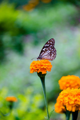 Blue Spotted Milkweed Butterfly sitting on the Marigold flower plants and drinking Nectar