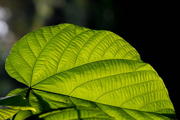 Beautiful leaves on the plant seen during a beautiful day in a soft dark background